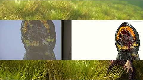 Amfibieënschimmels in Nederland - Lezing Wouter Beukema | RAVON-dag 2025