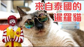 暹羅貓咪的秘密【獸醫助護話你知】KitCat貓貓教學