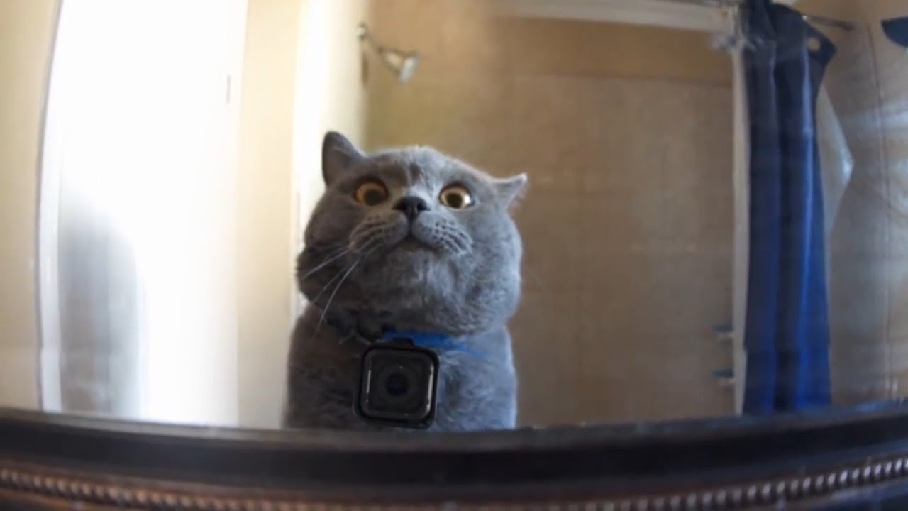 Aaron's Animals Prince Michael With GoPro New Video Compilation YouTube