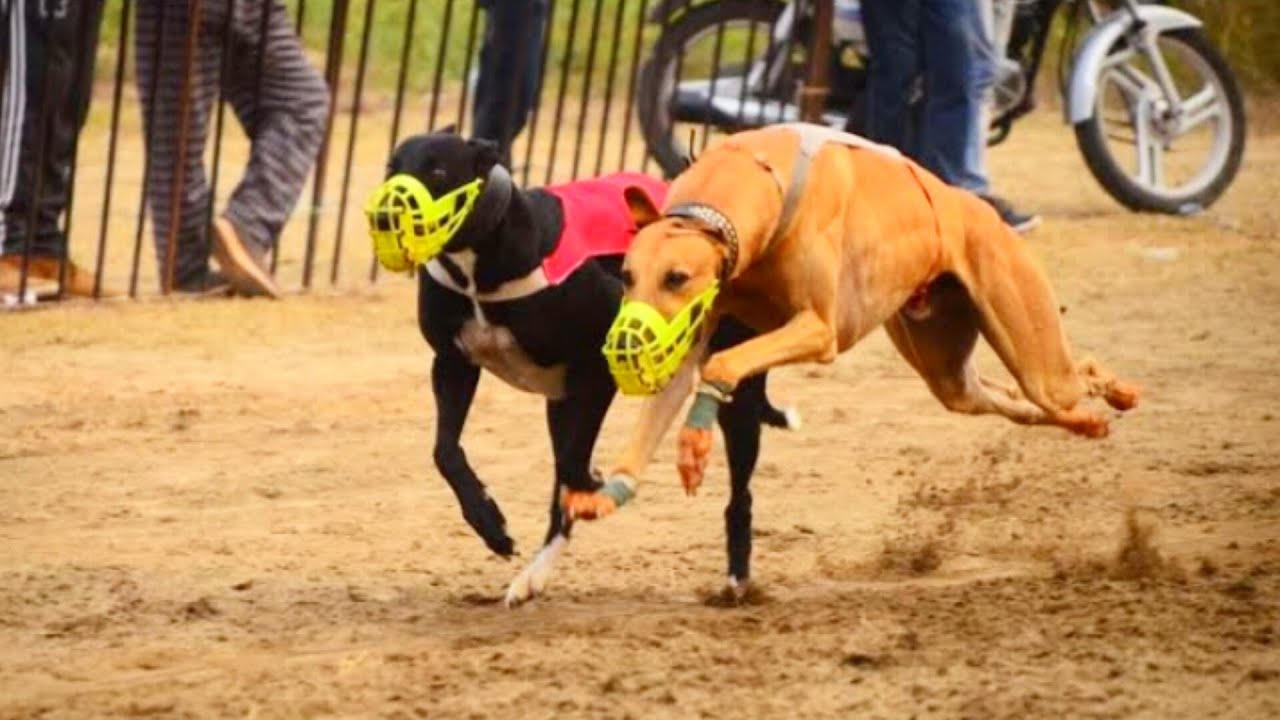 Champion Dogs: The History and Appeal of Dog Racing