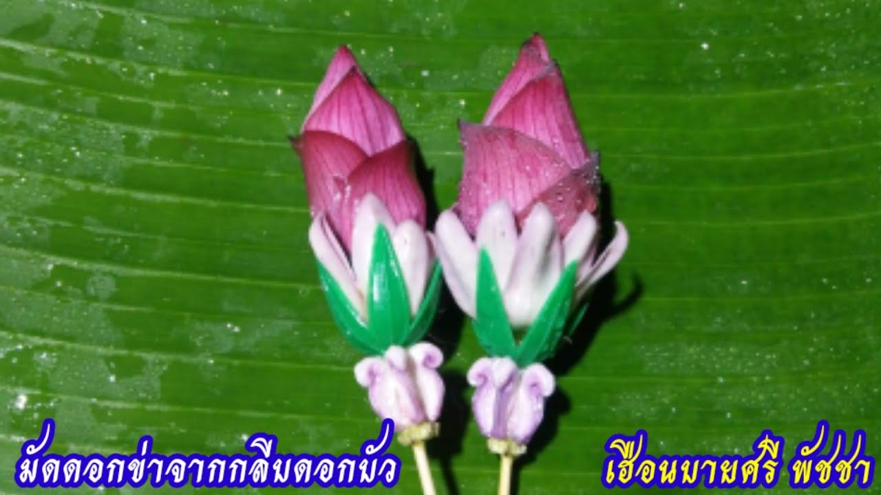 มัดดอกข่าจากกลีบดอกบัว