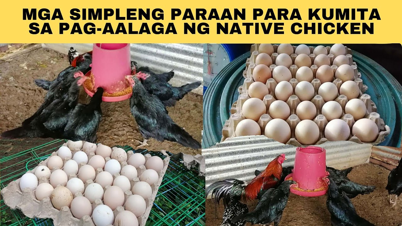Mga simpleng paraan para kumita sa pag-aalaga ng native chicken