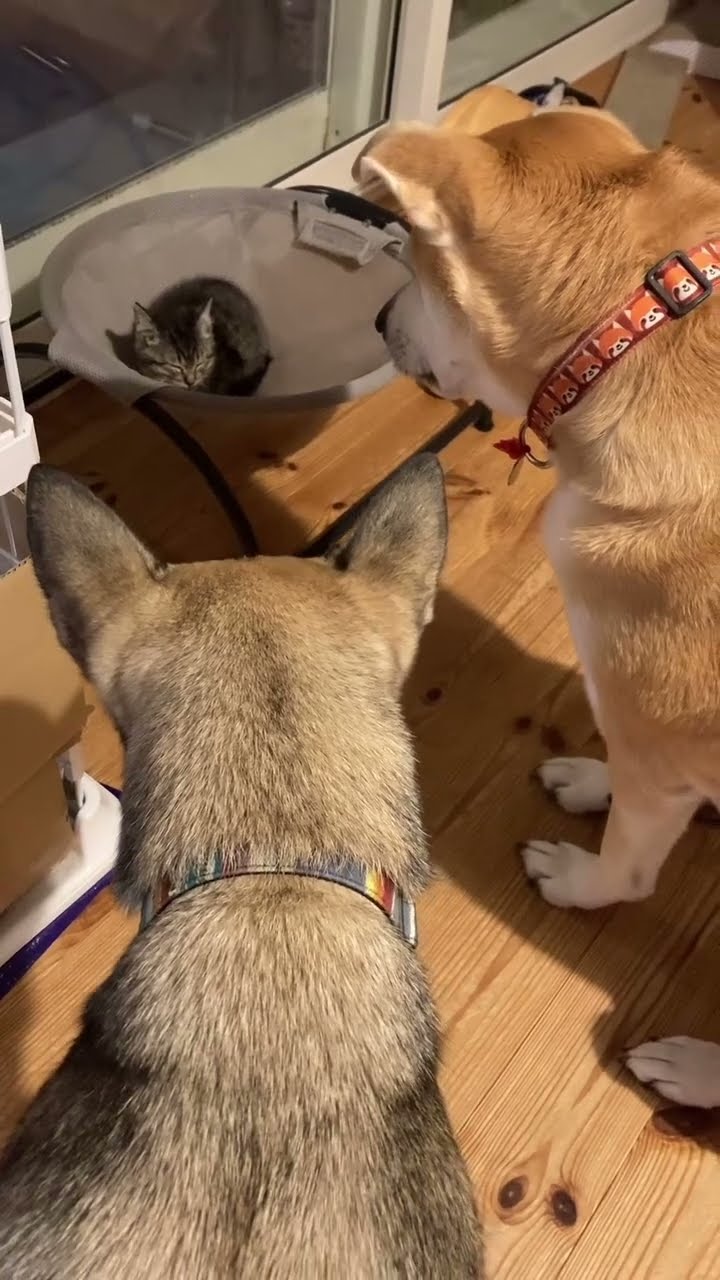 Très drôle le chat Funny