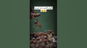 مقطع من سورة النمل 💐💐 القران الكريم 🥰 #القرآن_الكريم  #سورة_النمل