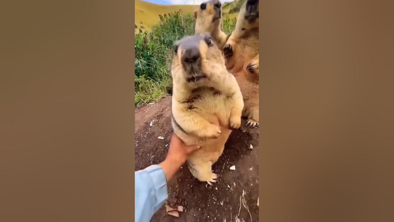 marmot compilation || Cute 🥺😶‍🌫️#shorts_ #short ♥️ - YouTube