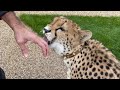 Гепард не умеет есть ряженку