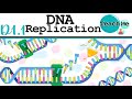 D1 1 DNA Replication IB Biology SL HL D1 1 DNA Replication IB Biology SL HL
