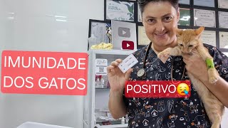 Como Aumentar A Imunidade Do Gato