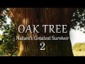 2/2 The Oak Tree, Natures Greatest Survivor - March to August