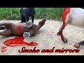 Smoke and mirrors Schleich horse music video