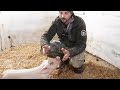 //Слепая гадкая🐖Буся она вместо кота,зарабатывает на Ютубе для себя//Как она попала к нам//