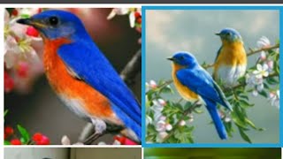 صور طيور بالوان جميله 🐦🐥