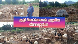 அழகிய கிராமத்தில் ஆடு மேய்க்கும் காட்சி//Rams choice// Save nature// save trees