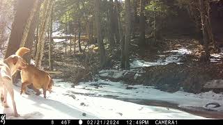 February 2024 trail cam highlights. Part 3