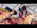 LUCU BANGET.! Bocil Nangis Lapor Ke Emak, Gara-gara Bantalnya Direbut Sama Si Oren ~ Kucing Lucu