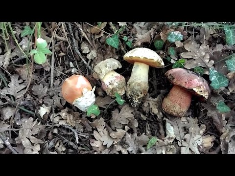 "КОРОЛЕВСКАЯ" ГРИБНАЯ ОХОТА!!! И ЦЕЗАРЬ! И ИМПЕРАТОР! И огромные САТАНИНСКИЕ ГРИБЫ полянами!!!