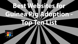 Best Websites for Guinea Pig Adoption - Top Ten List