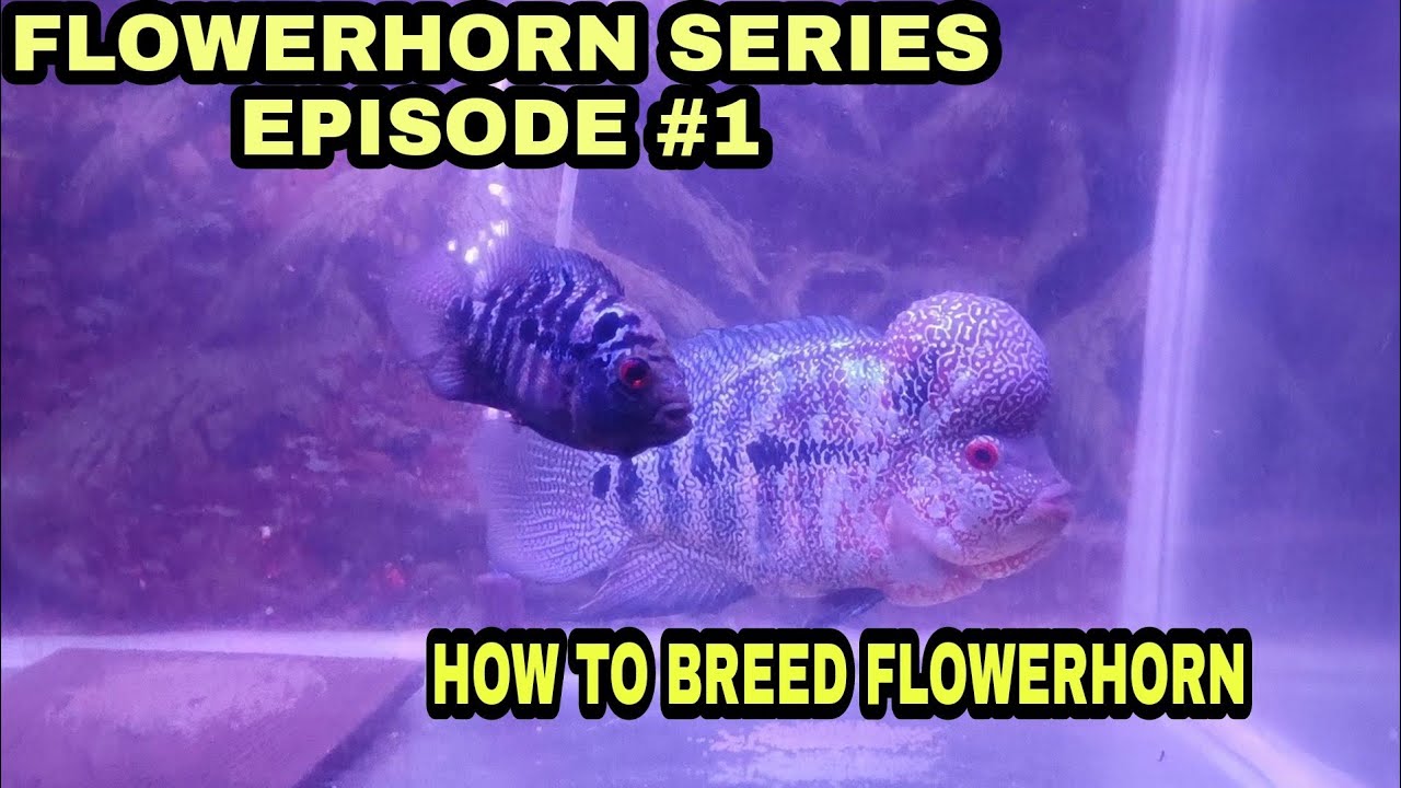 Flowerhorn fish breeding at home flowerhorn series episode 01