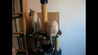 Развод по-кошачьи! Улётное видео! Тайские кошки - это чудо! Funny Cats Развод по-кошачьи! Улётное видео! Тайские кошки - это чудо! Funny Cats
