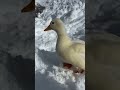 Ducks Sprint &amp; Celebrate—Funny Fluffy Race to the Pond #DuckRace #TurboQuack #SillyDucks #Shorts