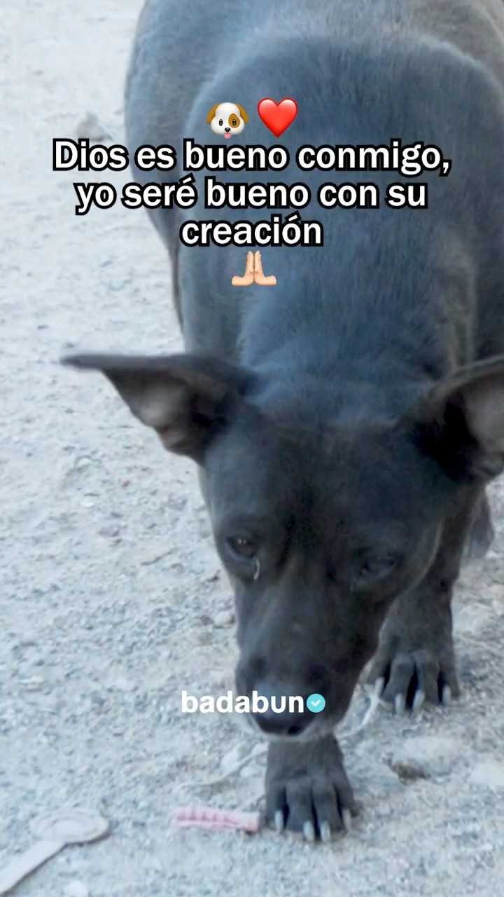 Amar y cuidar a los animales, es amar a Dios ❤️
