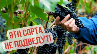 Сорта винограда для начинающих виноградарей Анатолия Сидоровича. Какой сорт винограда лучше посадить