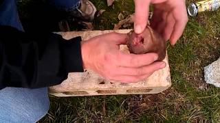 17 hmr vs 22 mag. We found the meat