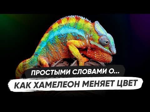 Как хамелеон меняет цвет