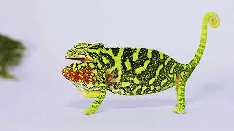 Как хамелеон меняет цвет
