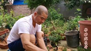 夏天是赤楠生长旺盛时期 盆景哥修剪两棵赤楠换盆种起来 Youtube