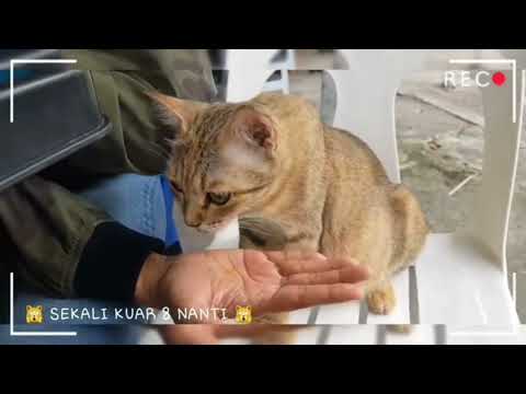 stray cat makan kuah laksa