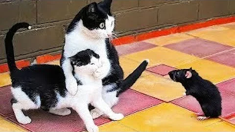 Watch the video about Best Funny Animal Videos Of The 2023 🤣 - Funniest Cats And Dogs Videos 😺😍😂🐶 Funny cat & dog videos 😍