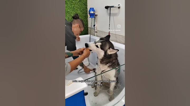 3 Tips para Bañar a tu perro 🛀🐶 #mascotas #perros #animales #veterinaria #husky #huskysiberiano
