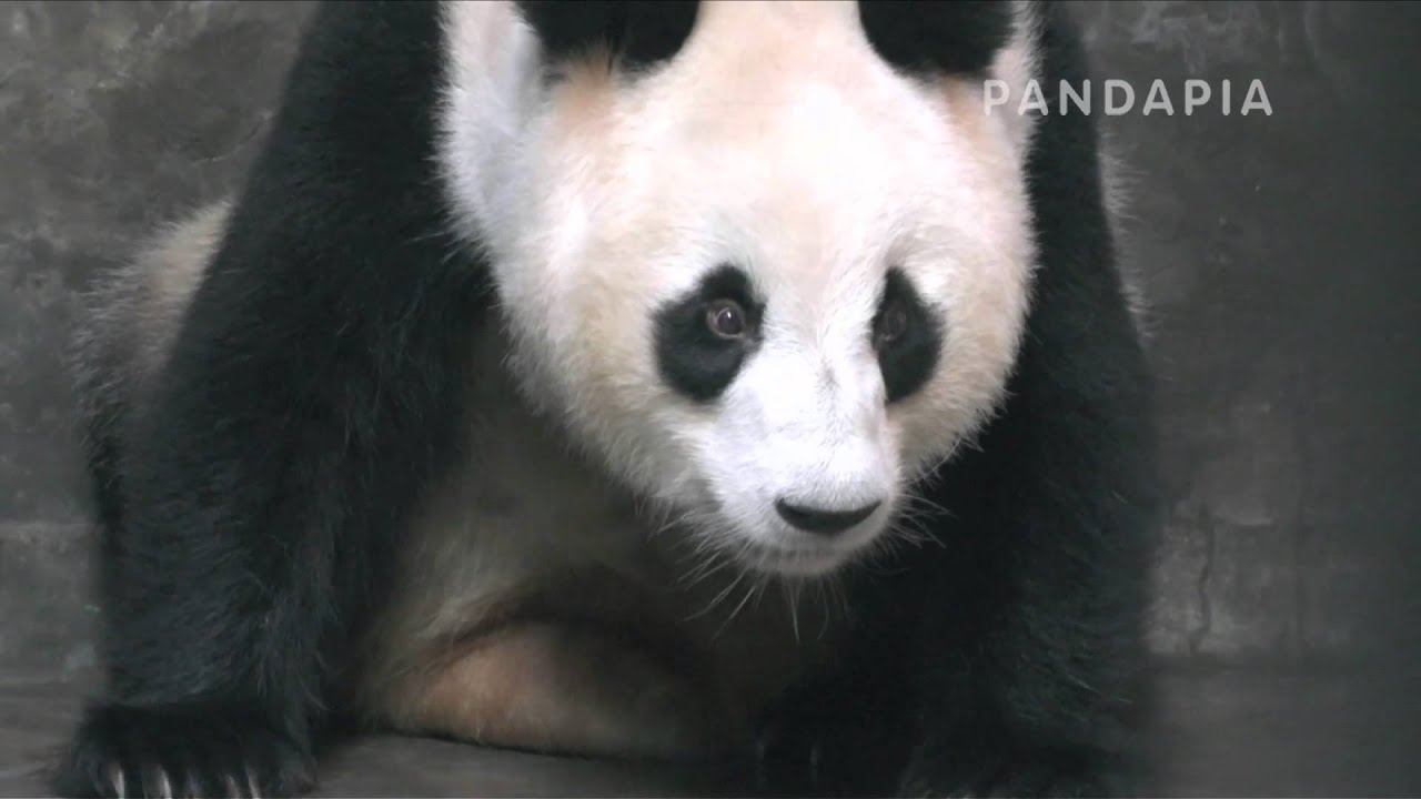 pandapia 20140718 月亮室內-成績-成績生産 成績坐著舔産道口 pandas merge