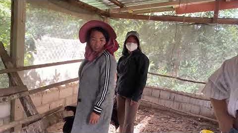 Kv tu niam tsev wb mu yuav qaib los muag ua 30 dej ma foos loj heev #hmoobtxojkevuaneej #tiktok 