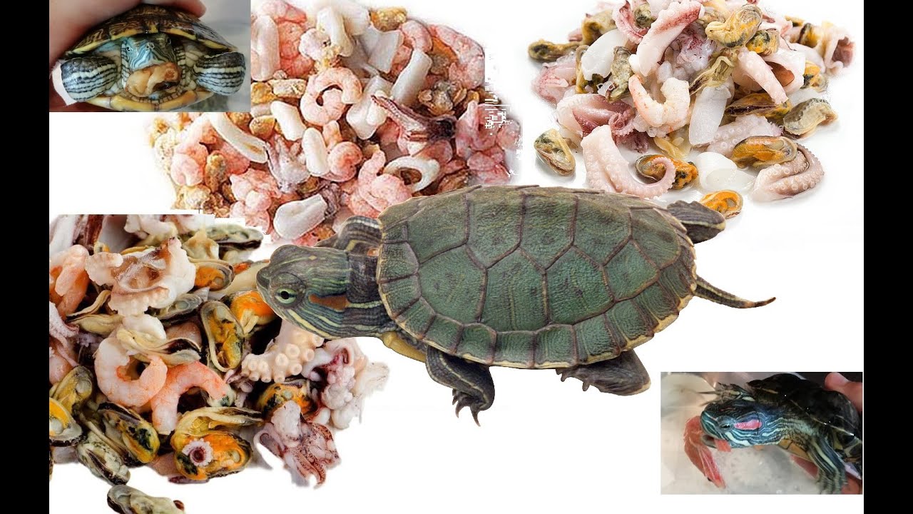 Кормление красноухой черепахи в домашних. Корма для красноухих черепах. Красноухая черепаха питание. Еда для черепахи красноухой. Корм для черепах красноухих креветки.