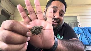 New Speakeasy THCA Flower (Jolly Rancher) Review12, 2023