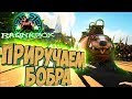 ПРИРУЧАЕМ БОБРА - ARK Survival Evolved Выживание на Ragnarok #5