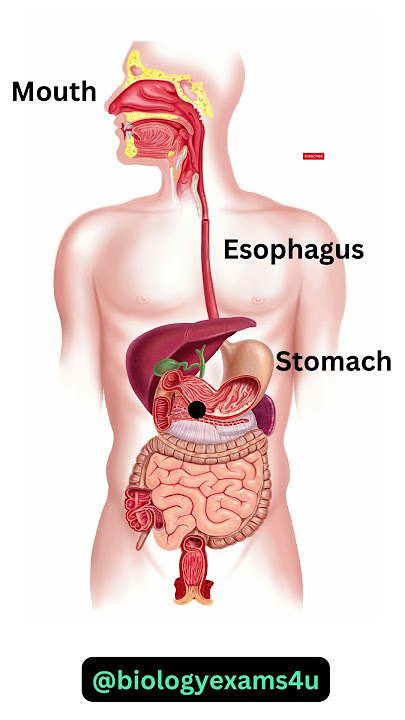 Digestive System Animation || How Food moves through the Digestive System?