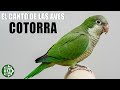 🐦 ¡Escucha el parloteo de la COTORRA! 🔊 Sonido de Ave Exótica
