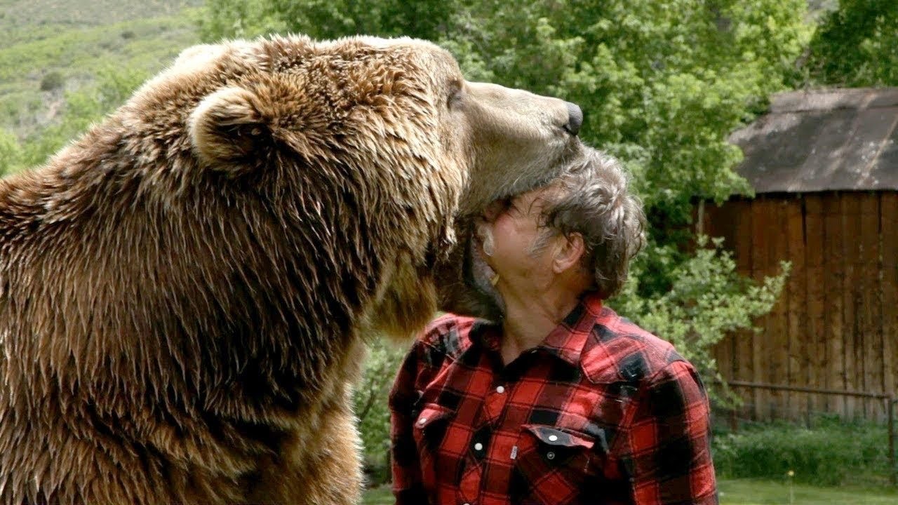 Bear Attack On Human Cute Brown Bear Cubs Baby Bears Dancing YouTube bear-attack-on-human-cute-brown-bear-cubs-baby-bears-dancing-youtube