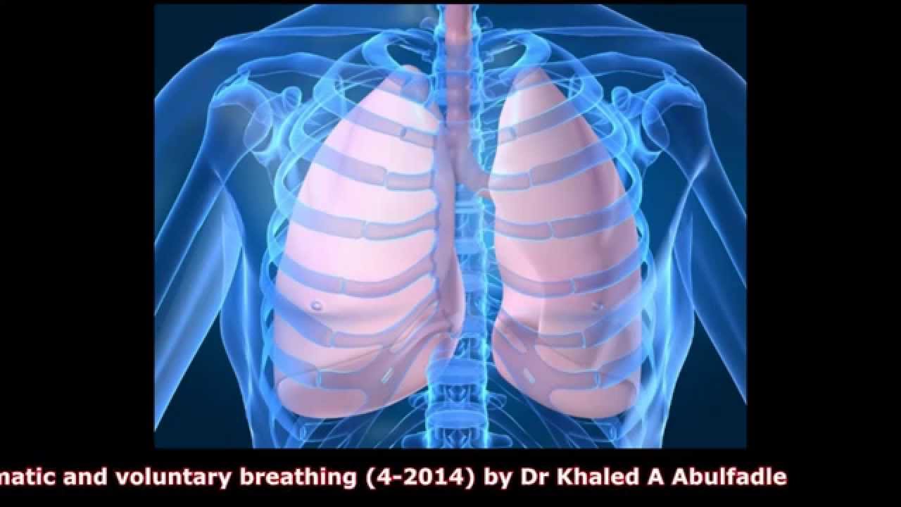 Automatic and voluntary breathing (4 2014) by Dr Khaled A Abulfadle