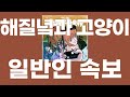 일반인 속보(パンピー速報) / 해질녘과 고양이(夕方と猫) [가사/발음]