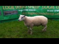 Lots 94 - 113 3/4 Texel Shearling Rams