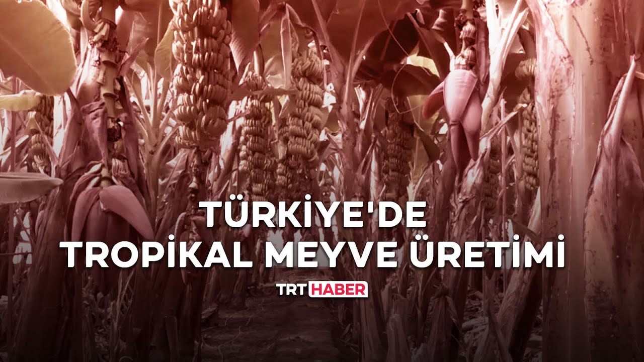 Türkiye'de tropikal meyve üretimi