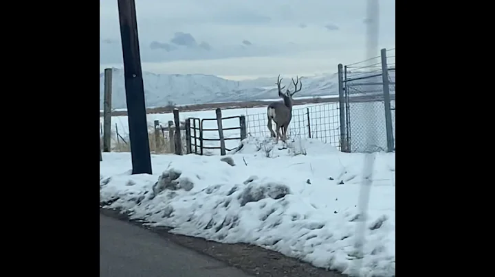 Antelope island buck