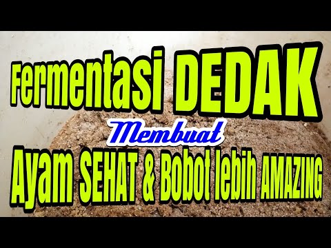 Video: Apa Yang Harus Digunakan Dedak Dengan