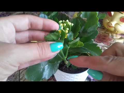 Видео: Каланхоэ после цветения. Обрезка каланхоэ
