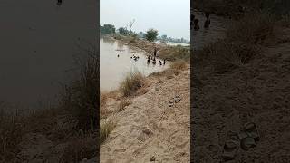 دریائے ستلج میں کے سیلابی پانی میں بچے نہا رہے ہیں #youtube #youtubeshorts #shortsvideo #viralvideo