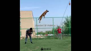 Military K9 Training